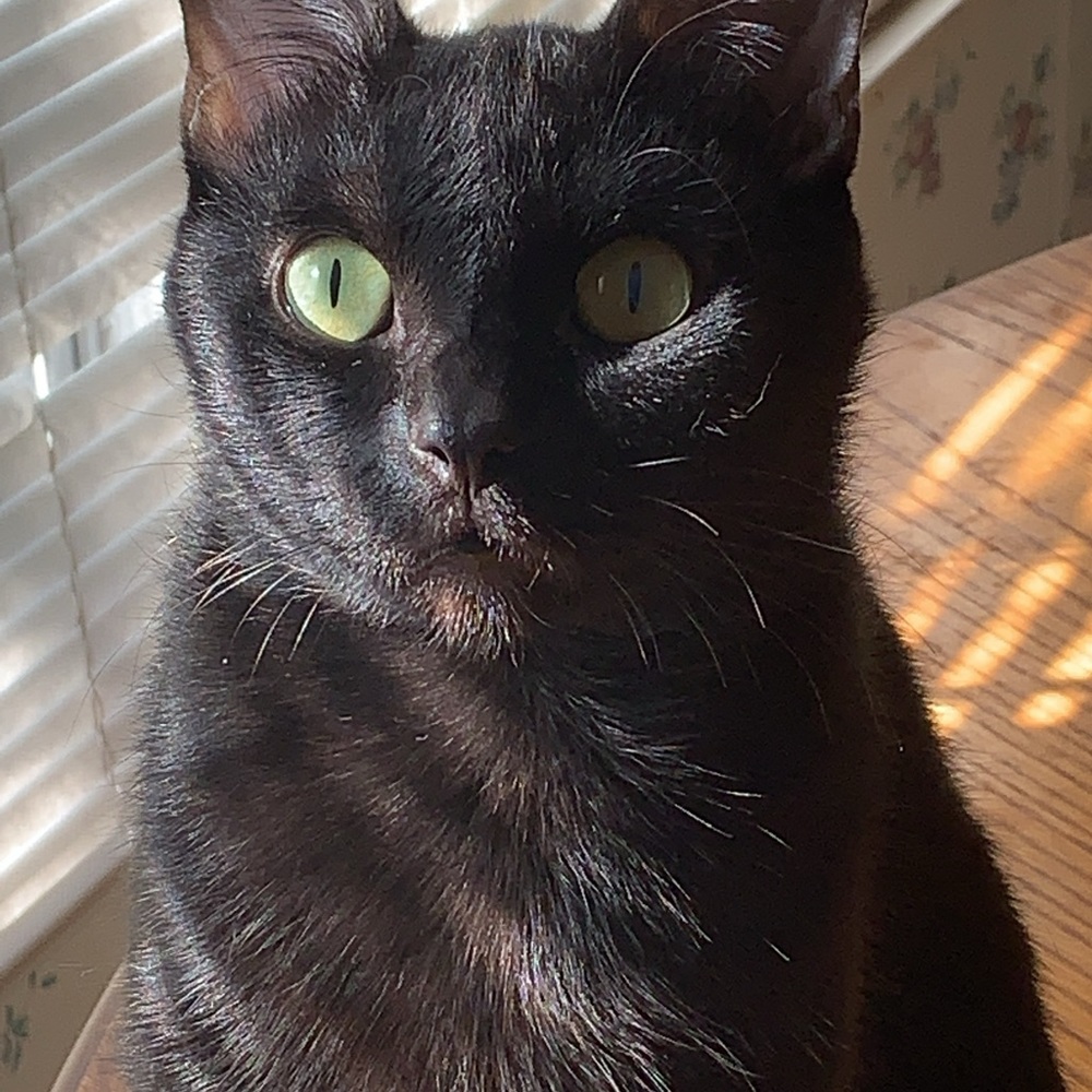 Meet your Posher, Roni